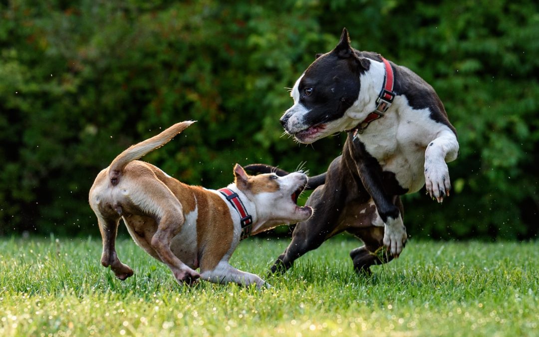 What To Look For In A Dog Bite Lawyer In Tampa